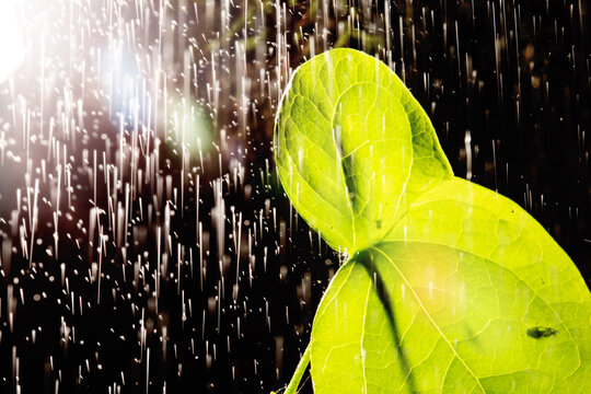 Folha de planta coberta com &aacute;gua de chuva.