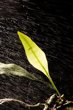 Folha de samambaia molhada com gotas de &aacute;gua de chuva. 