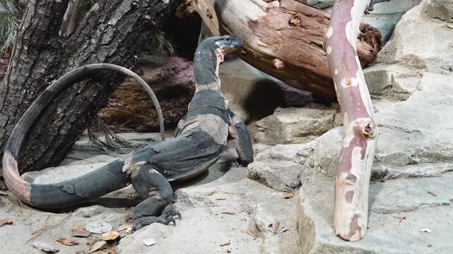 Close up of a large lizard catching grasshoppers and eating them in the desert around rocks ona cloudy day