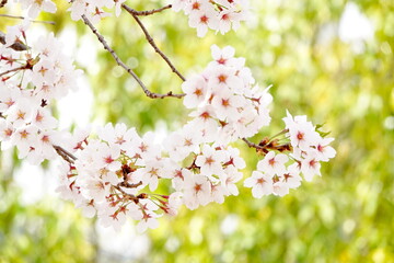 Obraz premium Cherry Blossoms in Full Bloom with Green Background