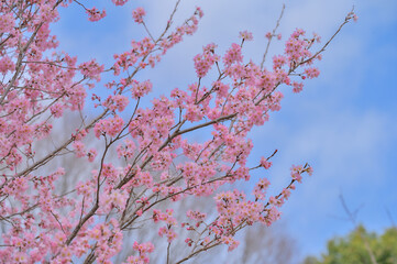 Pink Sakura Flowers in Spring Park