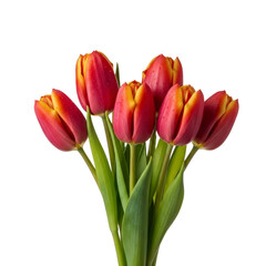 Naklejka premium Bouquet of red and yellow tulips with water droplets