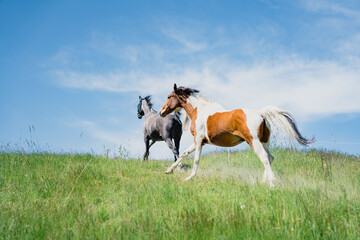 Arabian horse in the summer