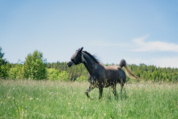 Arabian horse in the summer