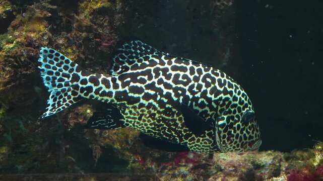 Close up of a harlequin sweetlips fish floating between a reef with corals underwater and spidding out stones