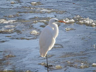 Great Egret (Ardea alba) on an icy river. In Baia Mare city, Romania