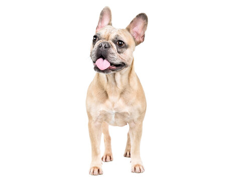 Funny French bulldog standing isolated on white background