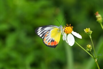 Close up of a Painted Jezebel butterfly perched on a Bidens alba flower.