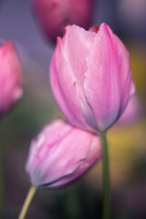 Naklejka premium Spring tulips blooming in soft sunlight with bokeh background 