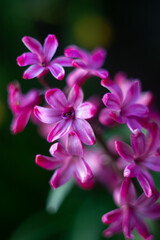Obraz premium Vibrant Pink Hyacinth Blooms in Spring Sunlight