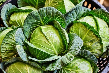 Obraz premium Fresh Green Cabbages with Water Droplets