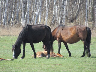 horses on the meadow