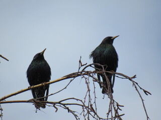 blue winged blackbird