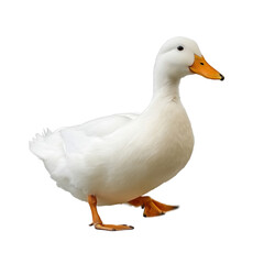 White Duck Walking on White Background bird waterfowl isolated on a transparent background