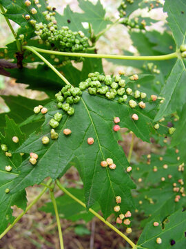 Vasates quadripedes, the maple bladder-gall mite, is an eriophyid mite causing growths and galls on maple leaves.