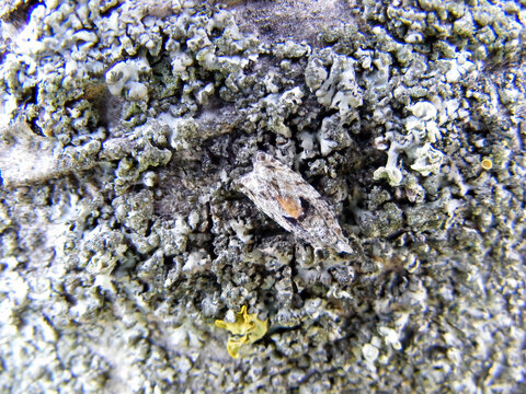 Epinotia is a very large genus of tortrix moths (family Tortricidae).