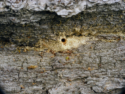 Sawdust spilling out from the tunnels bored by oak pinhole borer (Platypus cylindrus) and Mediterranean oak borer (Xyleborus monographus) in the wood of a fallen oak tree trunk.