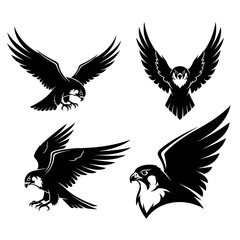 Fototapeta premium Set of Four Falcon Illustrations.