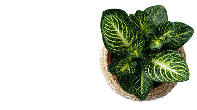 tropical variegated houseplant with green yellow veined leaves in woven basket isolated on white background