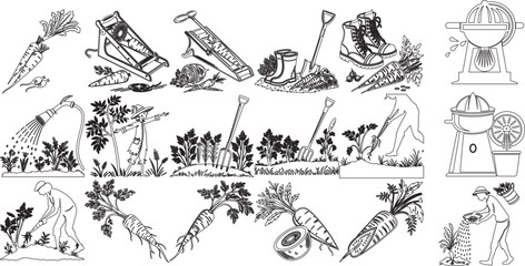 Vintage Style Carrot Farming and Harvesting Illustrations