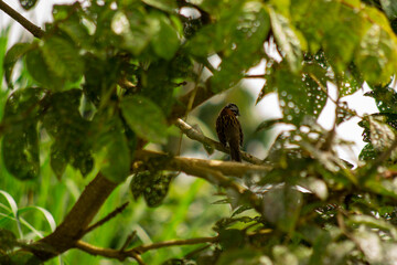Fototapeta premium Small brown bird perched on a tree branch hidden among lush green leaves in a tropical forest environment, wildlife photography.