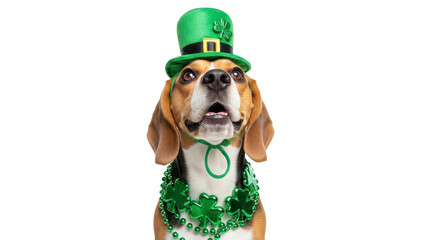 St. Patrick's Day. Beagle dog looking upwards, wearing a miniature green St. Paddy's hat and shiny green shamrock beads. on a white background