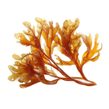 sargassum brown algae isolated [Transparent Background PNG].