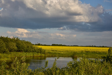 Fototapeta premium Yellow rapeseed field by river under cloudy sky