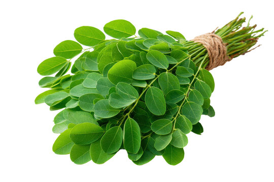 Fresh moringa oleifera leaves tied in a bunch isolated on transparent background. Fresh moringa leaves tied with twine, vibrant green isolated on white background.