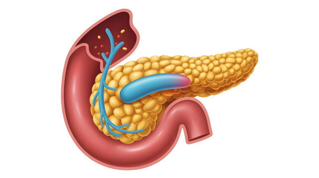Pancreas anatomy with endocrine islets highlighted, insulin and hormone secretion concept, detailed cutaway illustration