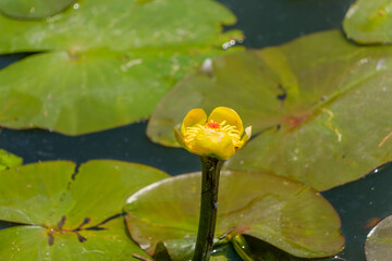 夏の池の水面から顔を出して咲く黄色いコウホネの花