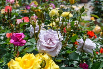 バラ園で咲き始めた上品な薄紫色のバラとたくさんの蕾