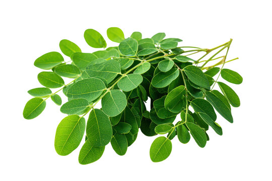 Fresh moringa oleifera leaves and stems isolated on transparent background. Moringa leaves branch fresh green herbal plant isolated on white background.