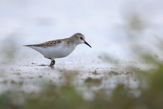 "Little Stint" Images – Browse 1,734 Stock Photos, Vectors, and Video ...