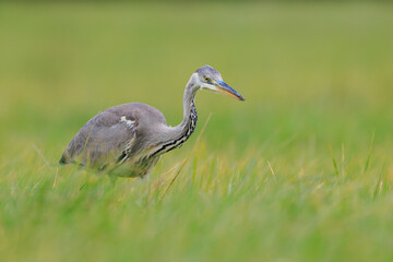 Fototapeta premium Grey heron, Ardea cinerea, hunting in a meadow