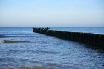 Kormorane auf Buhnen in der polnischen Ostsee