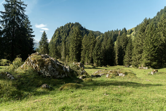 Sunlit alpine meadow with mossy rocks and tall evergreen trees, set against rolling mountain hills under a clear blue sky.