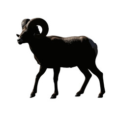 Obraz premium Bighorn Sheep Silhouette Profile.