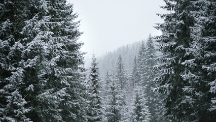 Spruce forest with fresh snow © MStocks