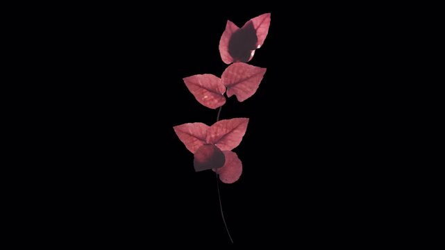 Close-up of a vibrant red leaf plant with dark background, perfect for nature and botanical themes.