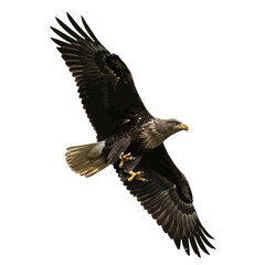 Obraz premium Majestic Whitetailed Eagle in Flight.