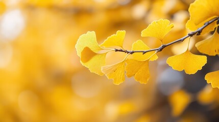 Obraz premium A close-up view of vibrant yellow ginkgo leaves glistening in sunlight represent the beauty and transience of nature, evoking feelings of change and the passage of time in a splendid manner.