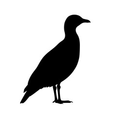 Obraz premium Silhouette of a Seagull Standing on a White Background.