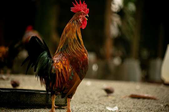 Galo de crista vermelha cantando no amanhecer da fazenda. 