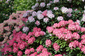 Obraz premium Kolorowe rododendrony i azalie w Arboretum