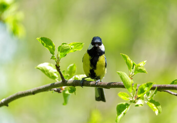 little bird perching on branch of apple tree. Great tit © Nitr