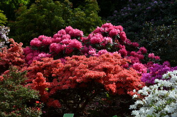 Kolorowe rododendrony i azalie w Arboretum © Ewa