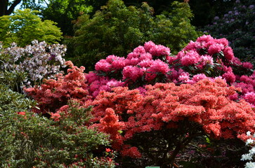 Kolorowe rododendrony i azalie w Arboretum © Ewa