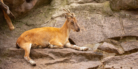 A wild ibex. A markhor (Capra falconeri), a wild goat native to Central Asia, the Karakoram, and the Himalayas, sits atop a cliff. Males have tightly curled, corkscrew-shaped horns up to 160 cm long.