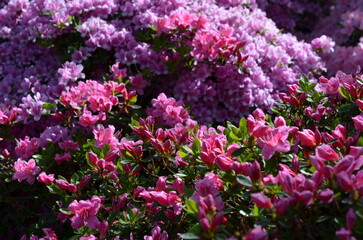 Różowe azalie i rododendrony w pełnym kwitnieniu © Ewa